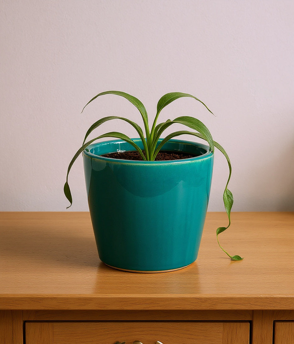 Vensioshop teal glossy ceramic planter with a trailing pothos on a light wood sideboard