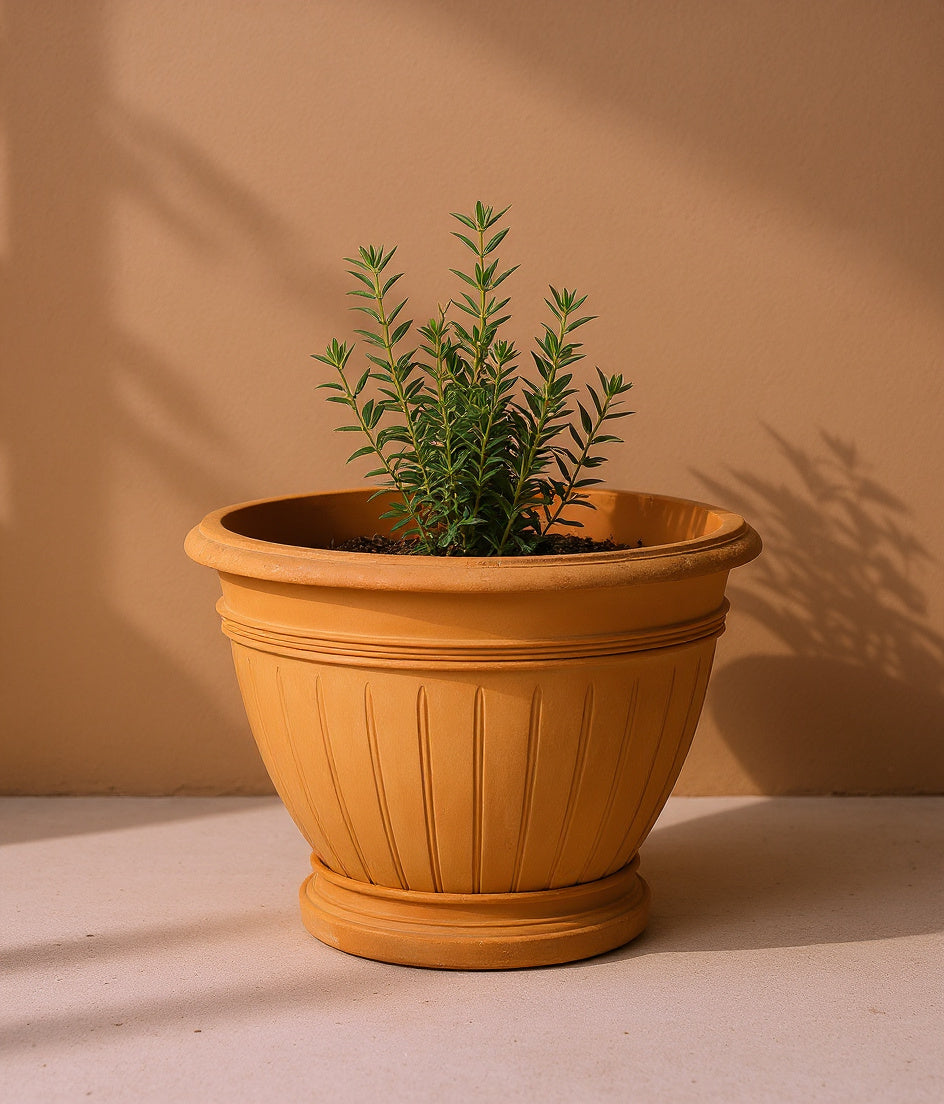 Vensioshop classic terracotta planter with rosemary against a warm plaster wall
